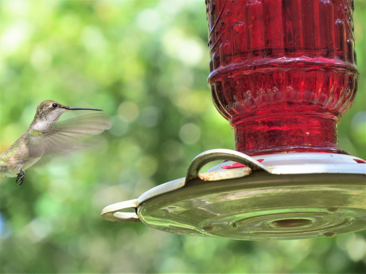 4 Easy-to-Make Bird Feeders Using Recycled Materials